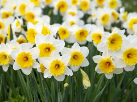 Kāpēc tieši pavasaris ir pats labākais laiks mājokļa ģenerālajai tīrīšanai