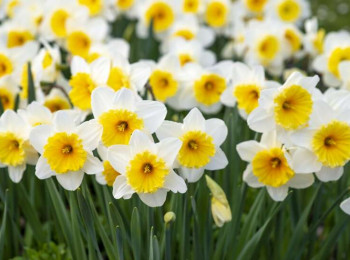 Kāpēc tieši pavasaris ir pats labākais laiks mājokļa ģenerālajai tīrīšanai